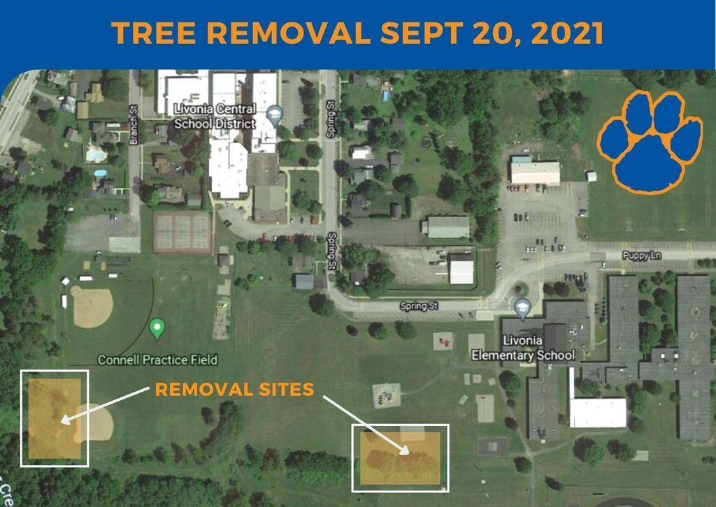 tree removal image