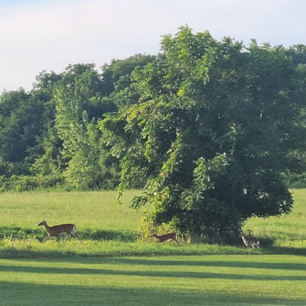 deer