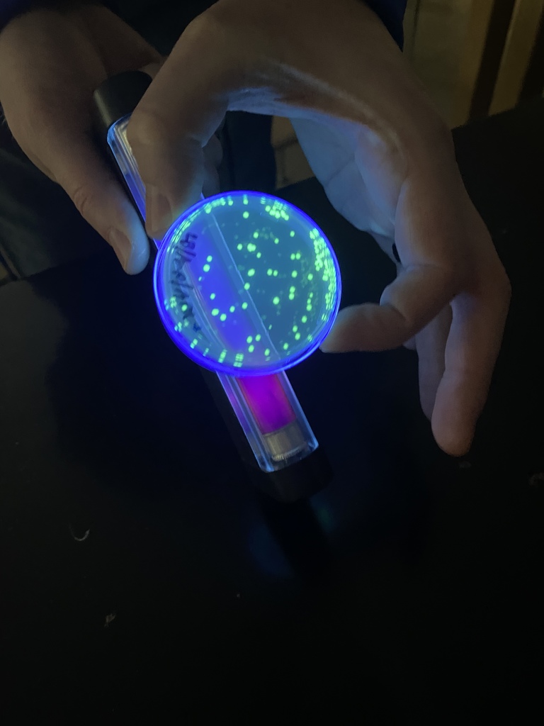 petri dish with black light to show e coli with bioluminescence