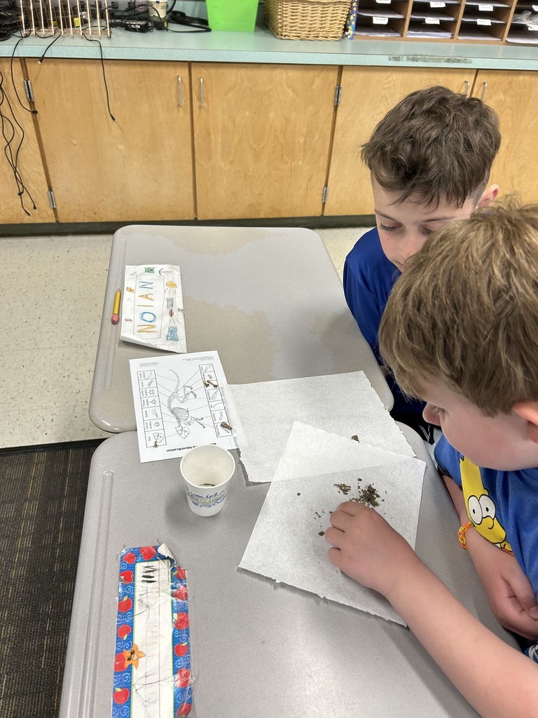 students with owl pellets