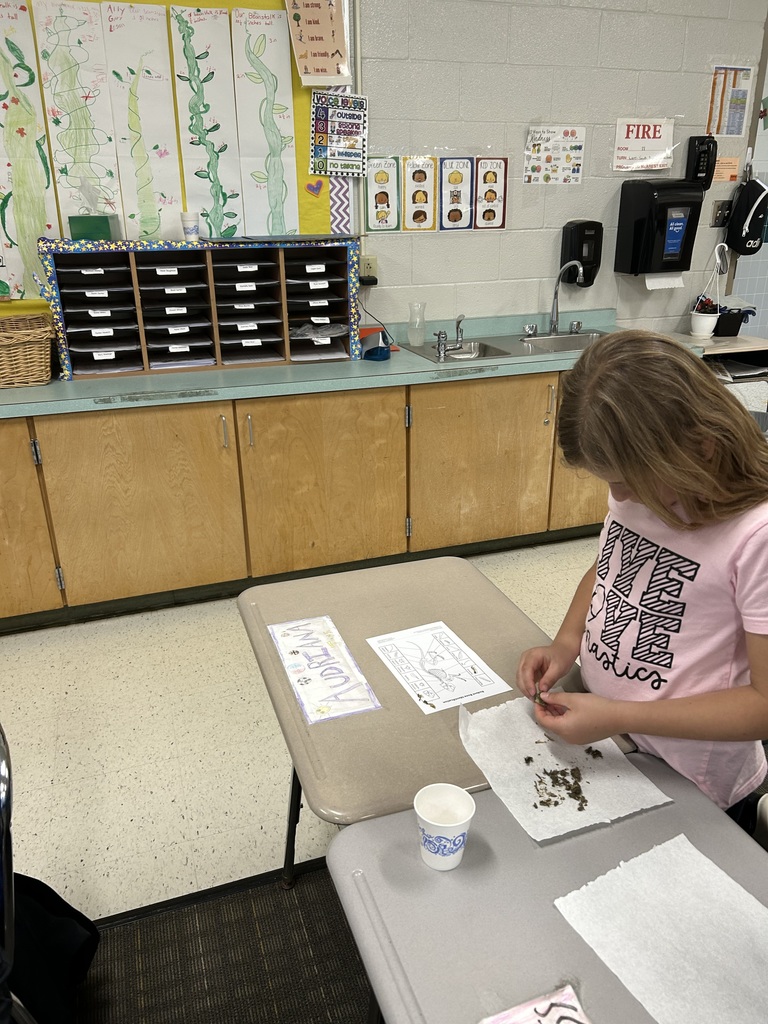 students with owl pellets