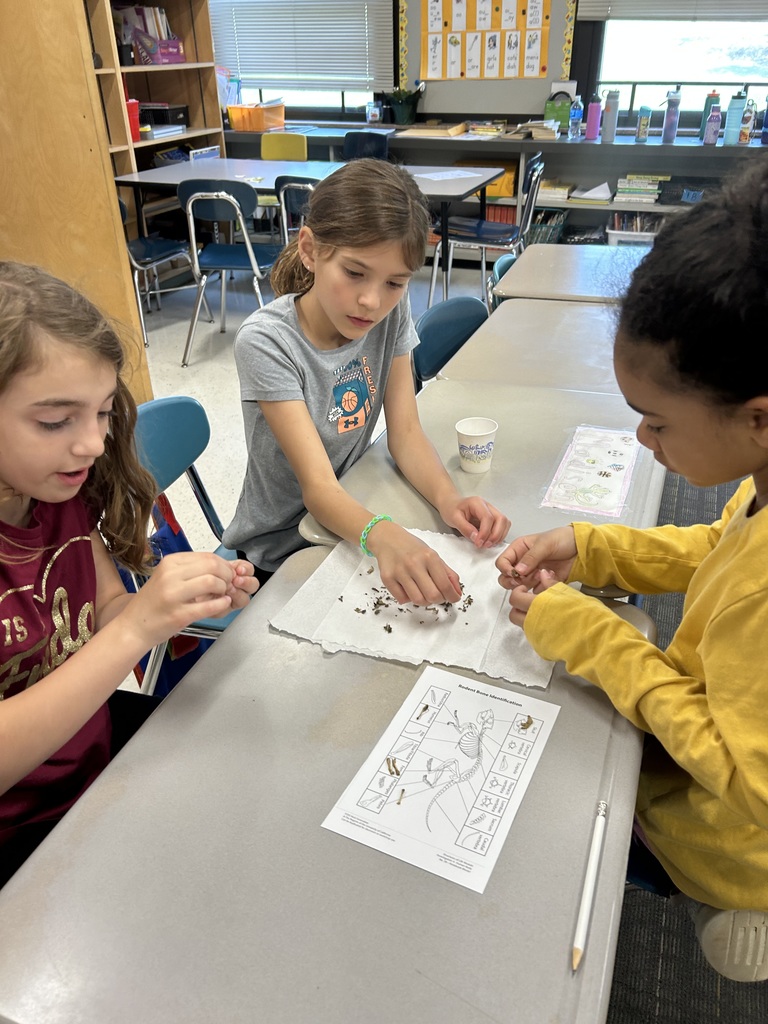 students with owl pellets